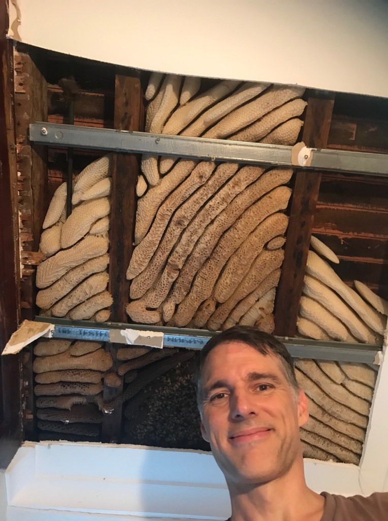 Bee colony in a  ceiling