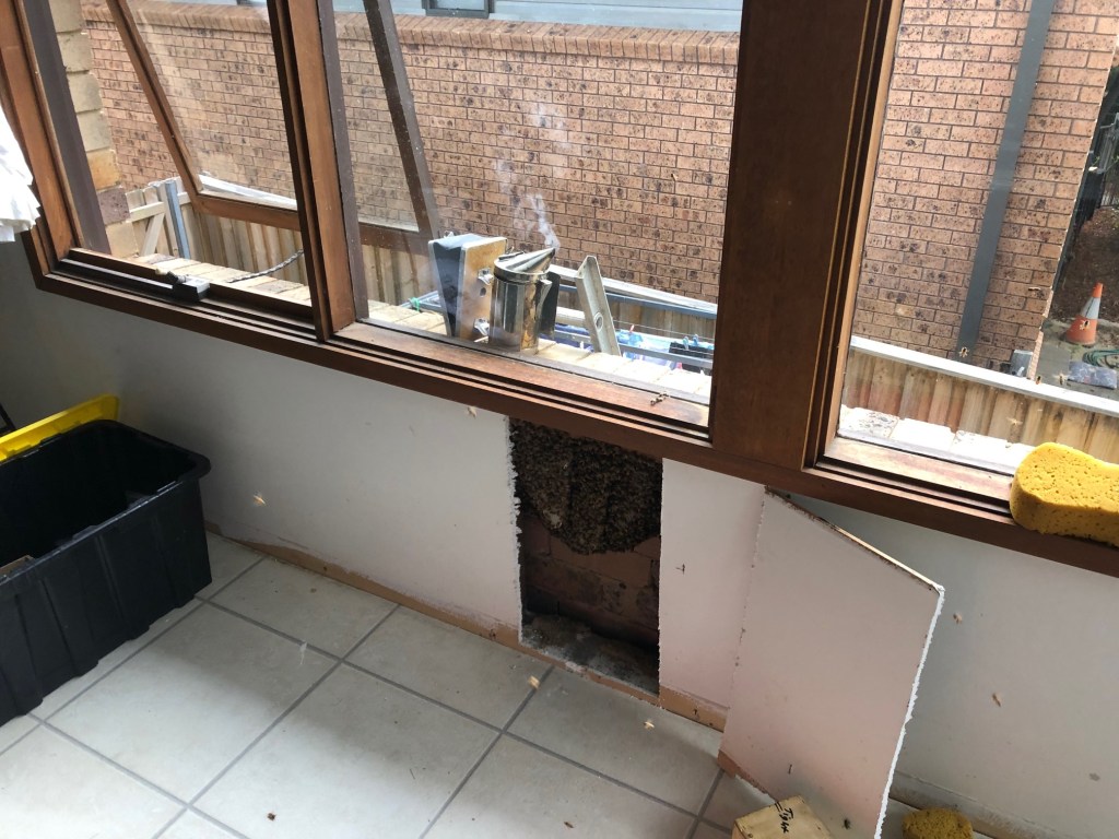 Bee colony in a wall