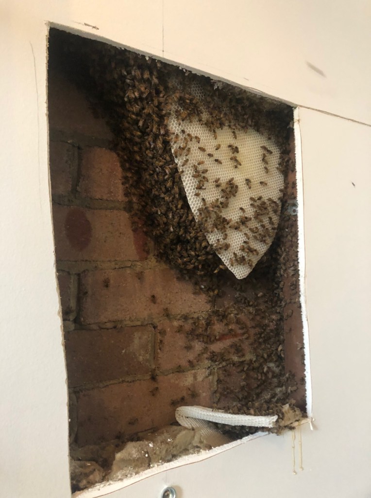 Bee colony in a wall