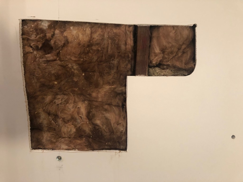 Bee colony in a wall