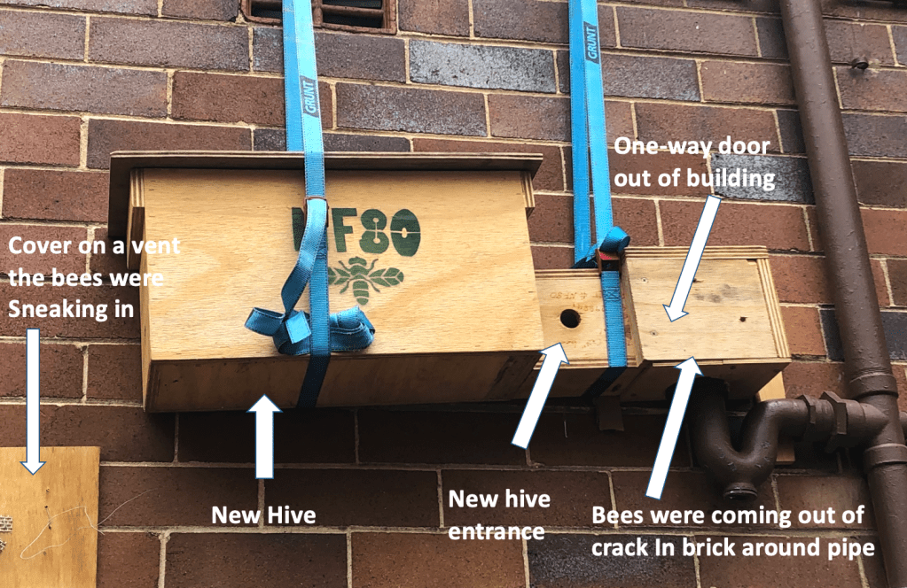 Bee removal with a trap