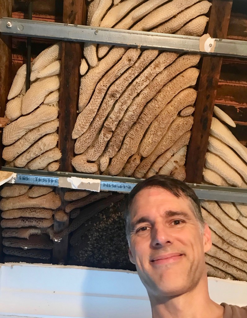 Henry with huge bee colony behind him