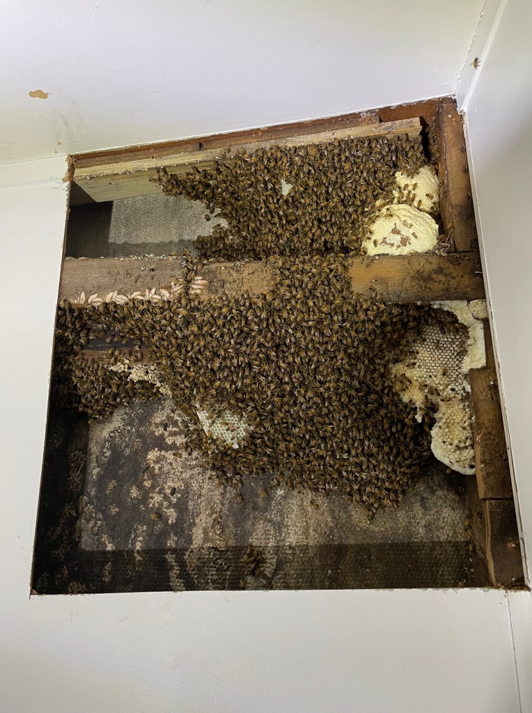 Bee colony in a wall