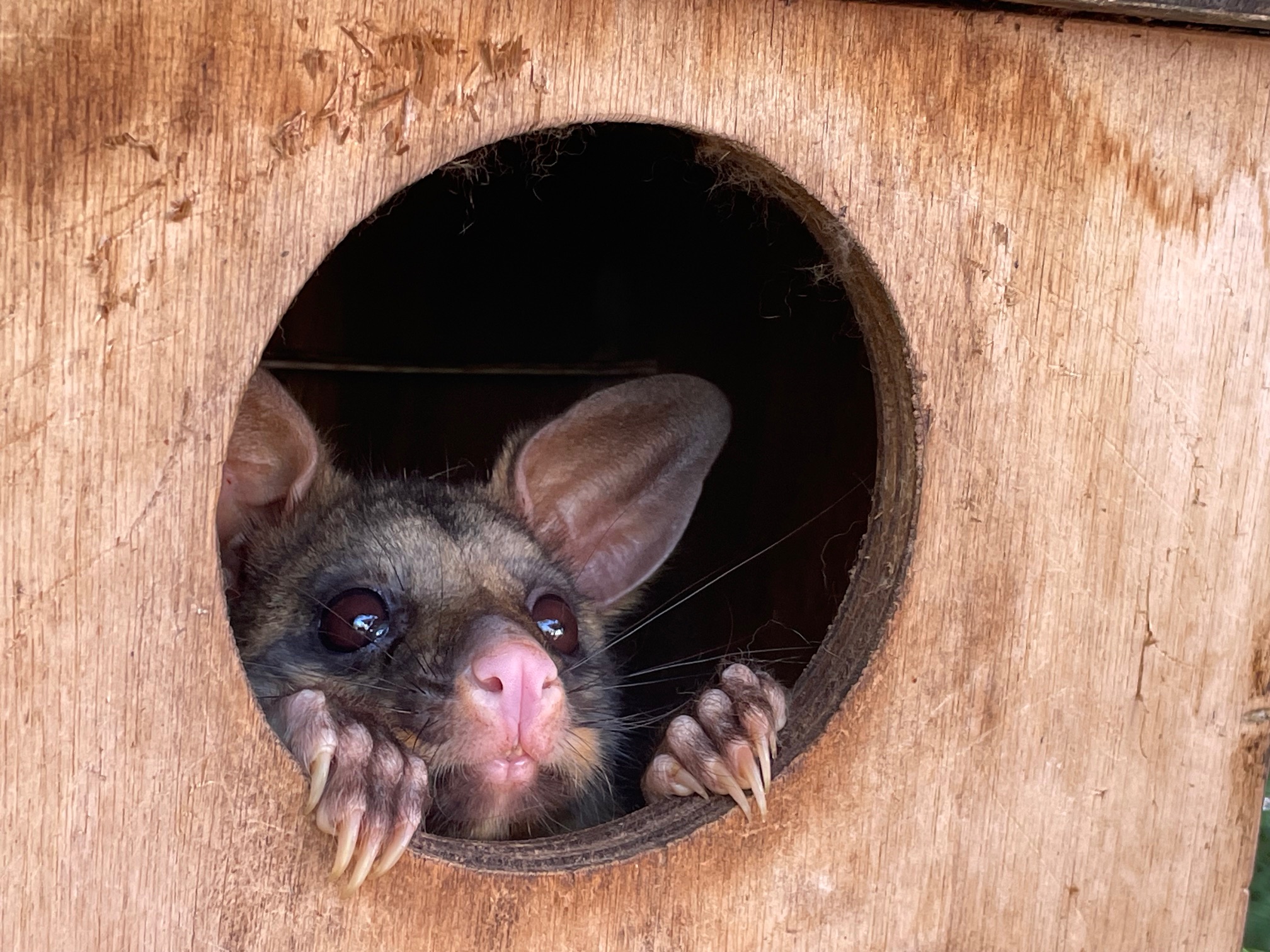 Cute possum looking through the door of a possum box.