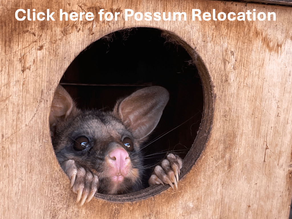 We can remove possums from your attic and give them a new home to live in.